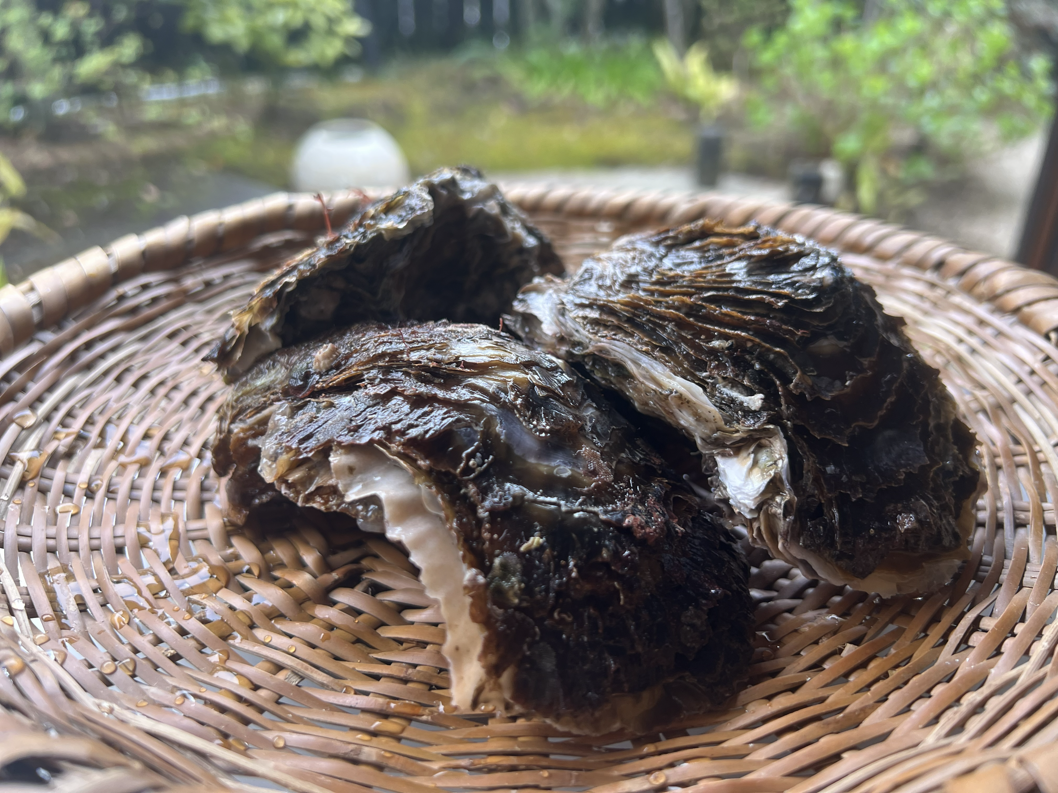 天然岩牡蠣